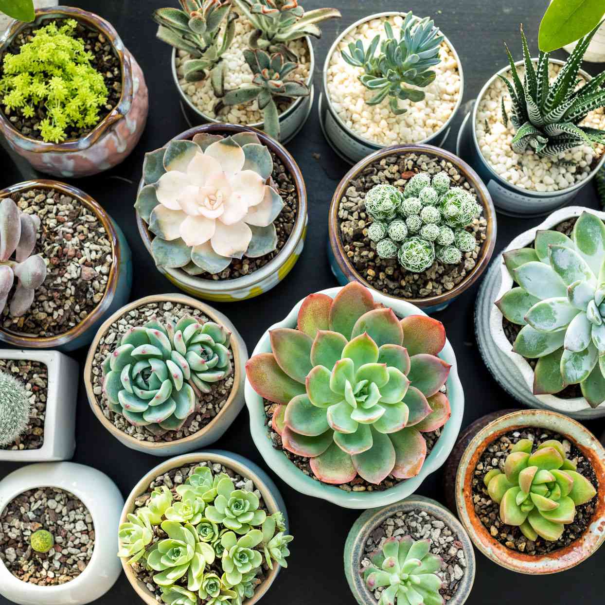Indoor Plants for Navi Mumbai Humidity – 8 Low-Maintenance Picks Under ₹4.5k