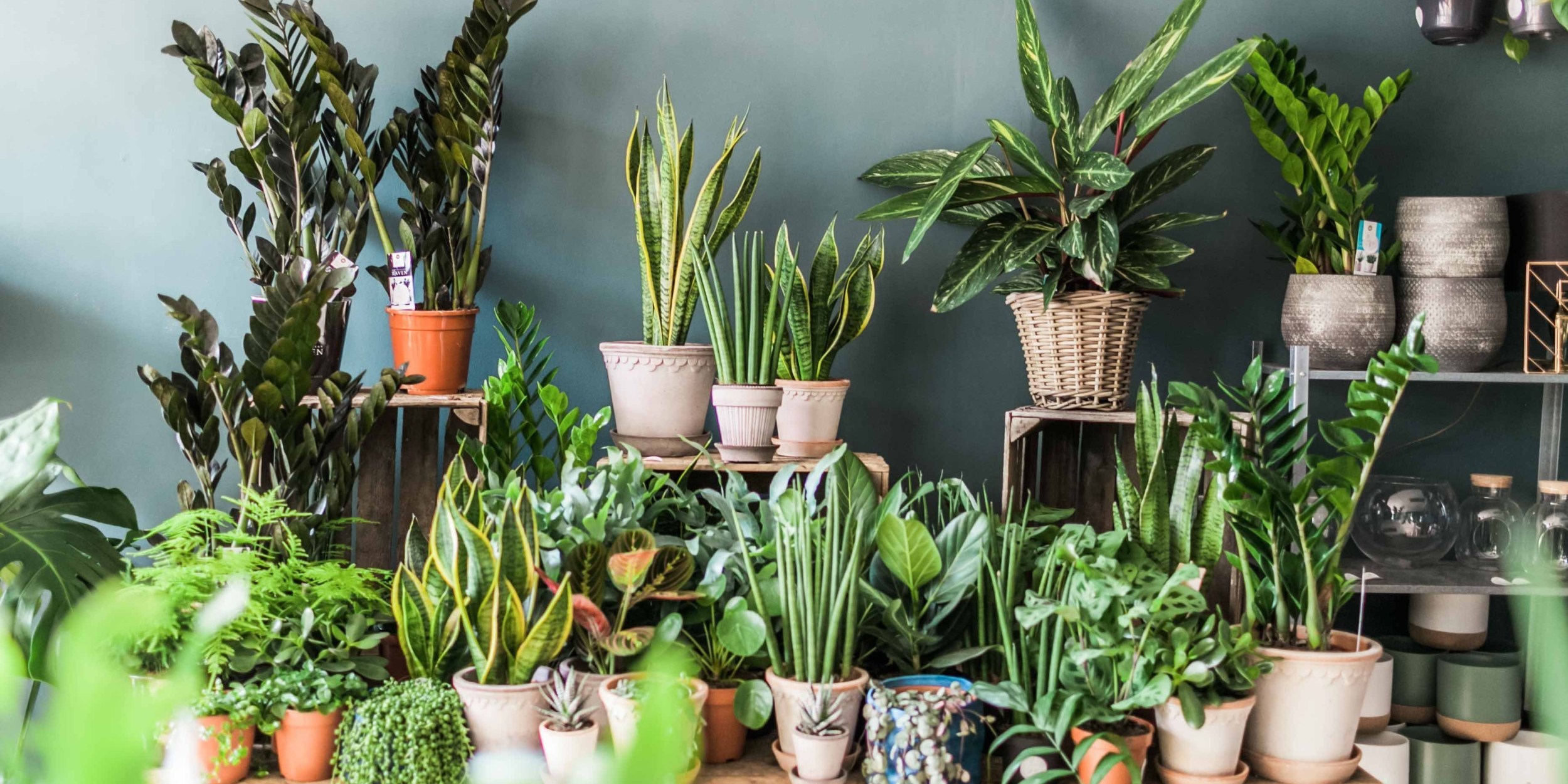 Indoor Plants that Thrive in Navi Mumbai Humidity – 8 Low-Maintenance Picks