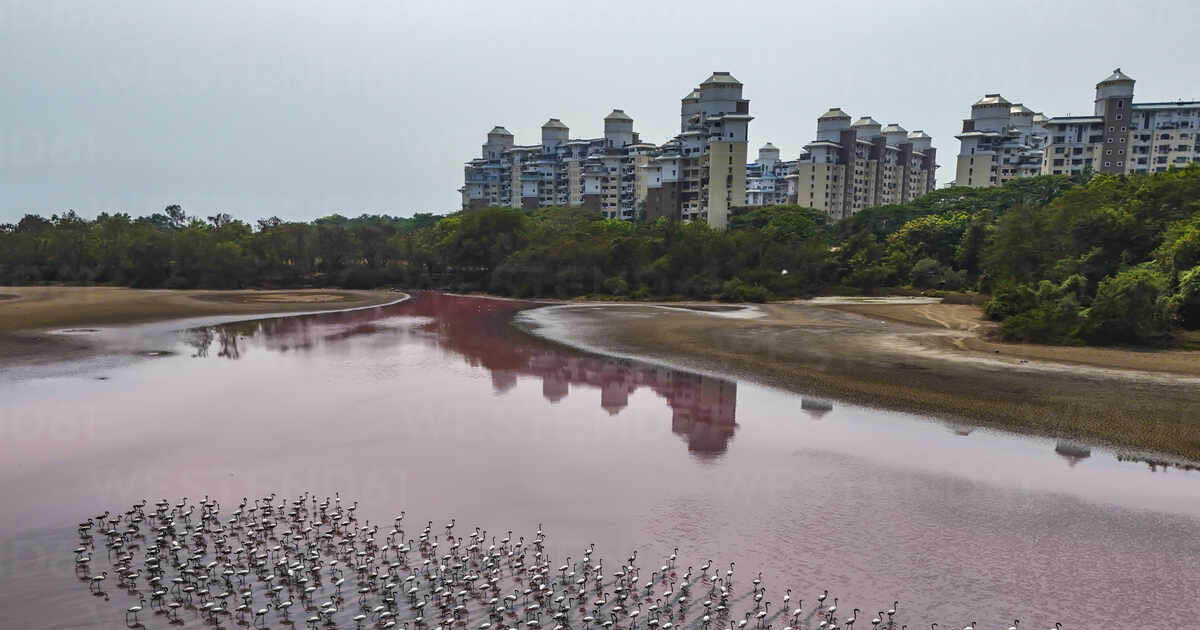 Seawoods Navi Mumbai – Premium Living, IT Parks & Strong Rental Market